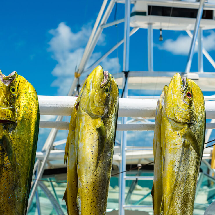 Fishing In Key West – The 10 Best Charters 2024